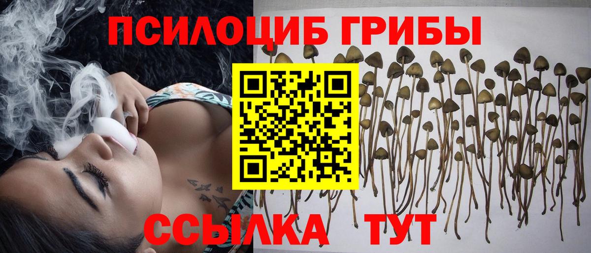 Псилоцибиновые грибы Psilocybe Заволжье
